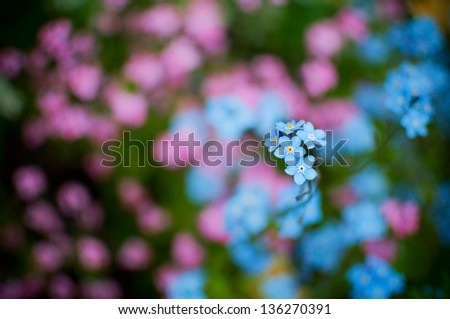 Five blue forget me not in focus above many more pink and blue out of focus forget me not