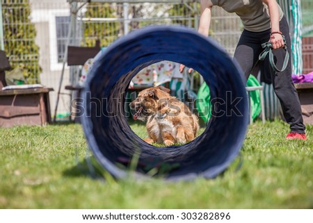 dog training, school for dogs