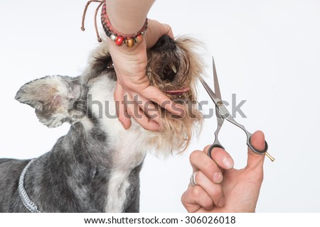 haircut a dog, spa for dog
