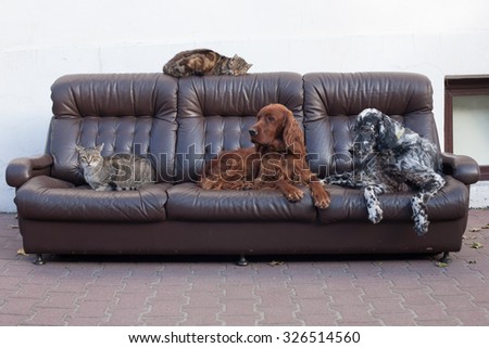 cats and dogs on the couch