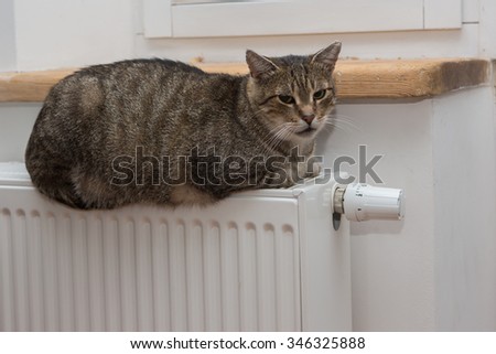 cat relaxing on a warm radiator