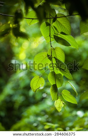 leaf with green jungle background and rim light