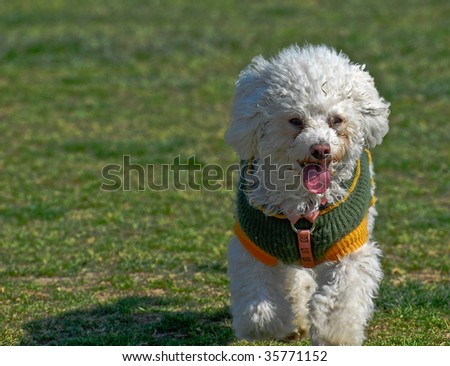 Bichon Frise Mixes