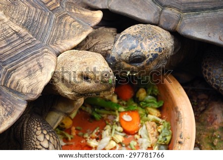 Turtles in a zoo
