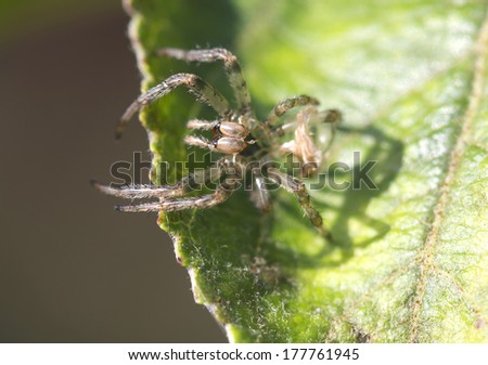 exuvia spider exuvia spider - drop of the skin when shedding. On the photo exuvia female spider.