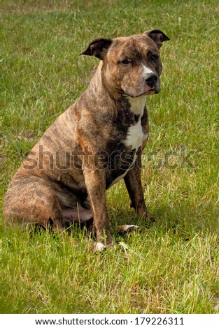 American Staffordshire Terrier The American Staffordshire Terrier should impress the dog, which has large for their size force; dog tightly downed; muscular but mobile and graceful.
