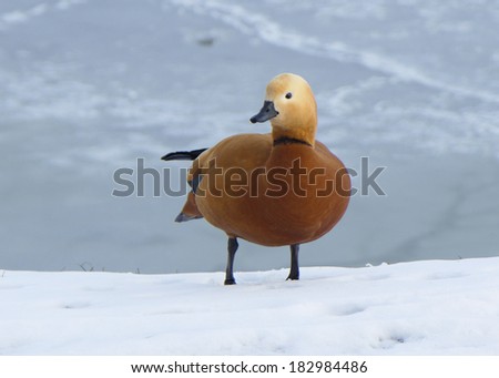 Ruddy Shelduck. Ruddy Shelduck, or red duck (lat. Tadorna ferruginea) waterfowl family of ducks, similar to the common. The bird has a orange-brown plumage with a lighter head.