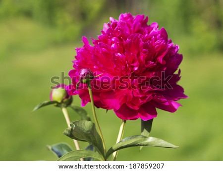 Peony From ancient times it is a symbol of longevity, and the flower peony Chinese are presented in recognition of love.