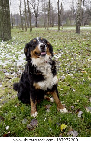 Bernese Mountain Dog Mountain dog traditionally are intelligence, dedication and ingenuity, they are ideal for office, guard and dogs.