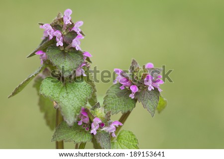 The plant purple dead-nettle Purple dead-nettle is a weed plant. Flowering occurs from April until the first snowfall. This is honey plant .