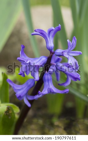 Flower Hyacinth Hyacinth (Hyacinthus), genus of perennial bulbous plants in the family Lilia?