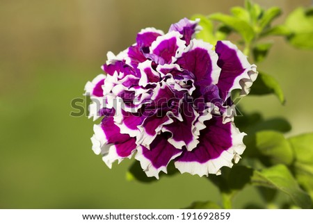 Flower Petunia Traditionally of petunias make flower beds, ridges and borders, are planted on the balconies.