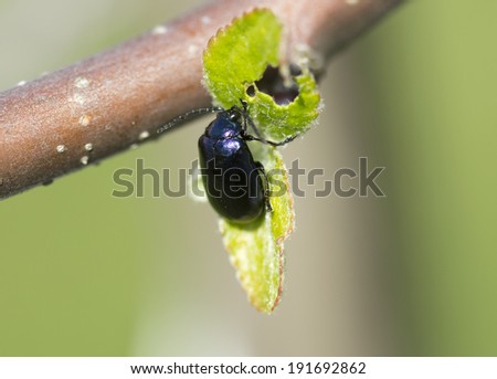 Bug-alder leaf Leaf-alder - metallic dark blue beetle with a characteristic strongly convex body. Its length 5-7 mm.