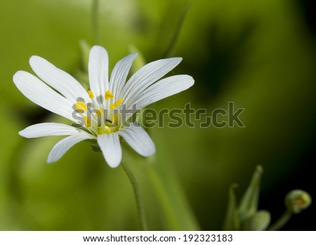 Forest spring flowers Small tender forest spring flowers-Cerastium holosteoides Fries