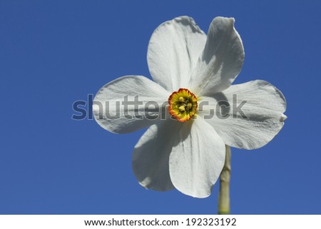 Narcissus Narcissus is a perennial bulbous plant of the amaryllidaceae family.