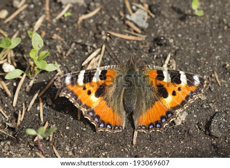 Butterfly Urticaria (Aglais urticae) Urticaria (Aglais urticae), the daytime butterfly collection of nymphalid families. Wings brick-red, with black pattern span of about 5 see