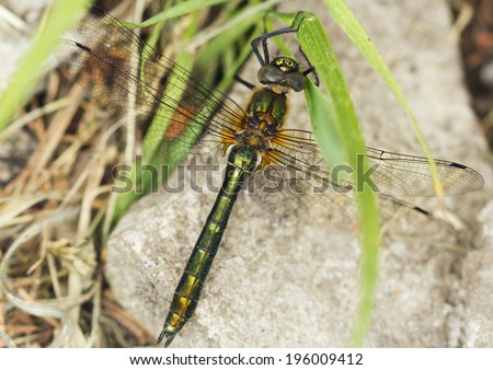Dragonfly Dragonflies (lat. Odonata) - order of prey, well-flying insects. Slim, attractive beauty and at the same time voracious predators.