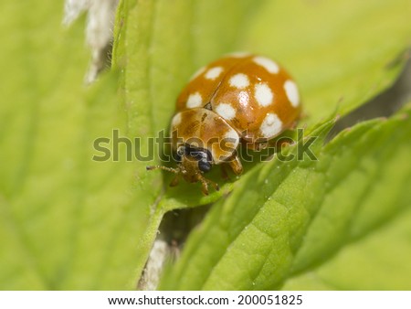 Yellow ladybug. Among the ladybugs there are species with orange and yellow wings, with points not only black, but white. The size 4-9 mm.. Destroys the aphid.