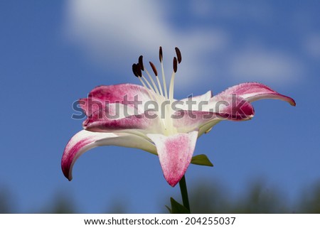 Lily Lily - flower-known and loved by many, the symbol of chastity and purity, not available evil temptations.