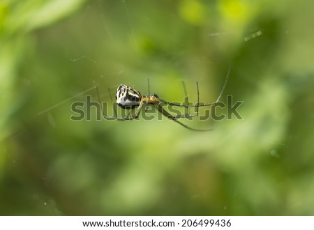 Spider  female Small and medium sized spiders, usually 2-10 mm, rarely larger. They build webs of the dry and sticky spider threads. The female\'s abdomen more than in male.