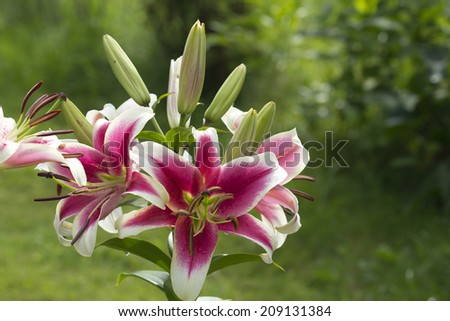 Lily - Princess flora. A symbol of hope in Ancient Greece, peace and integrity in Russia and in France these flowers meant - mercy, compassion and justice.