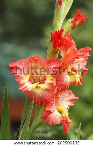 Gladiolus is a symbol of loyalty. Translated from the Latin name gladiolus means \