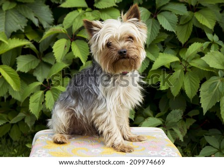 Yorkshire Terrier Yorkshire Terriers are very popular dogs in the world. This is one of the smaller breeds of dogs with very cheerful and sociable temperament.