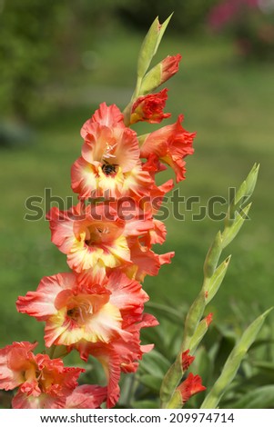 The Gladiolus  In Latin gladiolus means \