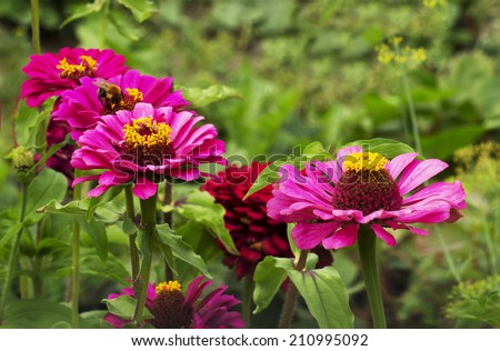 Flower gerbera or Transvaal Daisy Flower Gerbera gives a feeling of happiness and expectation of a miracle. Bright gerbera flowers look elegant and festive.