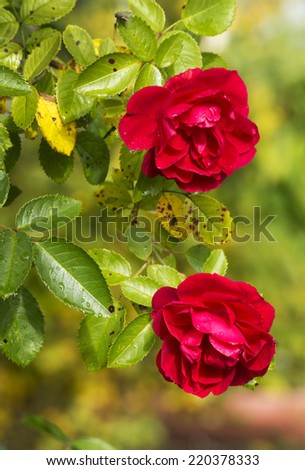Flowers roses How beautiful autumn roses! This flower is not without reason called the Queen of the garden - its dainty flowers various shades have noble aroma.