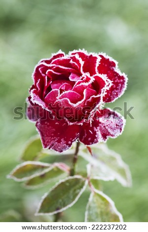 Flower rose (First frost). Well,came the first frost and froze all the beauty in the country.