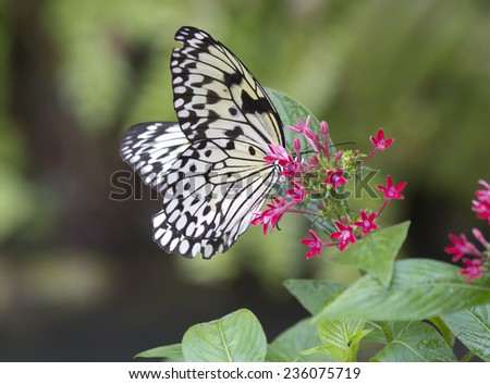 Butterfly Idea Leuconoe  The perfect bow tie for wedding fireworks of live butterflies. Also known as \
