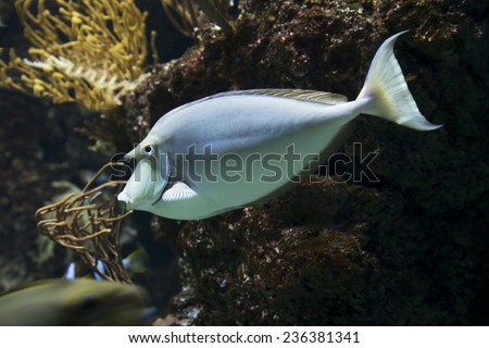 Bluespine unicornfish. Have a sharp Scarpellini spikes on each side of the rear legs. On his forehead are the outgrowth in the shape of a horn.