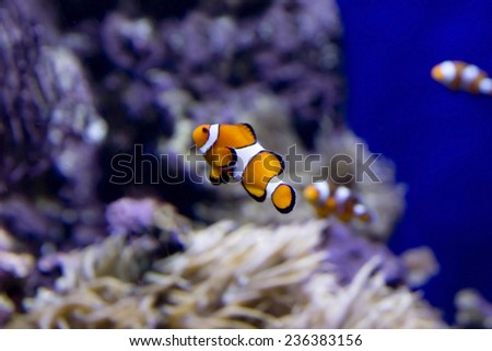 Clown fish Clown fish - the fearless fish of the ocean. Surprisingly, these cute little colorful striped fish really brave and even extremely aggressive!
