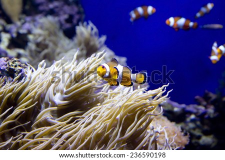 Clown Fish. Clown fish - the fearless fish of the ocean. Surprisingly, these cute little colorful striped fish really brave and even extremely aggressive!