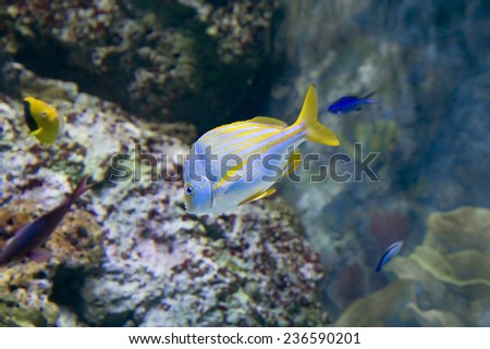 Fish Catalinita or Atlantic mumps. One of the most colorful reef fish live in warm areas of the Western Atlantic. For this behavior, and the ability loud \
