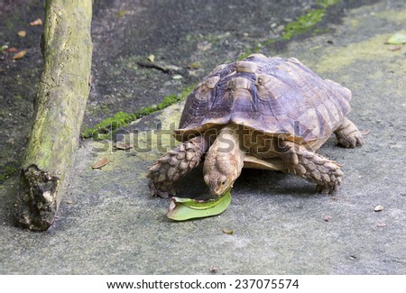 Seychelles turtle Seychelles turtle as the largest land tortoise in the world.