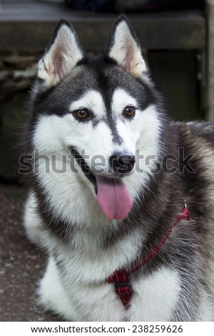 The Dog Laika. Strong, hardy and undemanding dogs have exceptional intelligence and sustainable.