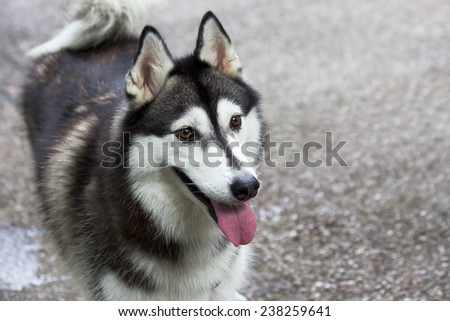 The Dog Laika. Strong, hardy and undemanding dogs have exceptional intelligence and sustainable.
