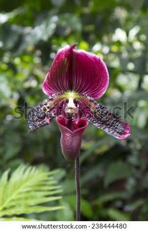 The lady\'s slipper Orchid The name of this Orchid was due to the specific structure of the flower, one petal (lip) modified and resembles a slipper.