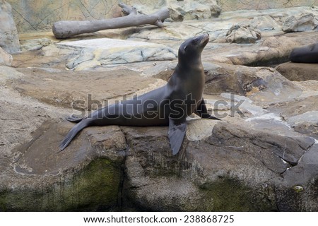 Sea lion in a Regal pose. Sea lion aquatic animal with a very flexible body. The body is streamlined and elongated shape. Limb - shaped flappers.