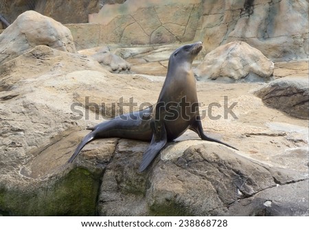 Sea lion in a Regal pose. Sea lion aquatic animal with a very flexible body. The body is streamlined and elongated shape. Limb - shaped flappers.