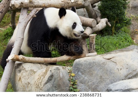 The giant Panda (white Panda). The giant Panda, or bamboo bear is a mammal of the family bear with a kind of black-and-white coloration of the coat.