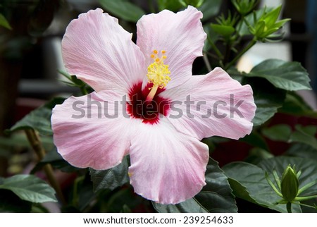 Hibiscus pink Hibiscus (China rose ). Homeland hibiscus is considered to be China\'s why he got the name \