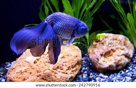 Aquarium blue fish. The tail is the main beauty of the fish. It consists of two long forked parts almost transparent fins.