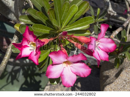 Flower desert rose. Adenium thick - kind of low shrubs or small trees with thickening in the lower part of the trunks. Adenium was popularly known as desert rose, flowers like flowers roses.