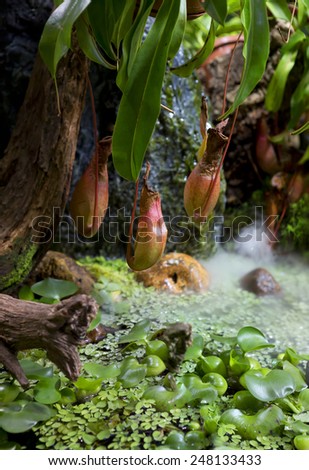 Plant-predator Nepenthes. This lisashea or bushy, often epiphyte growing plant. Nepenthes is insectivorous, he has a special traps in the form of a jug.