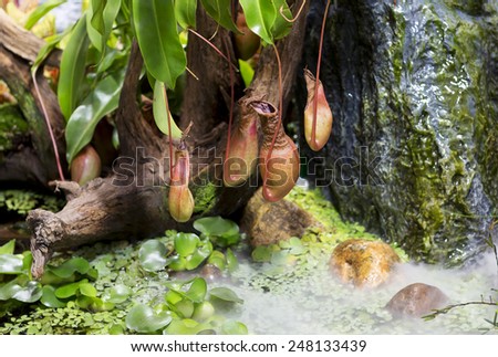 Plant-predator Nepenthes. This lisashea or bushy, often epiphyte growing plant. Nepenthes is insectivorous, he has a special traps in the form of a jug.
