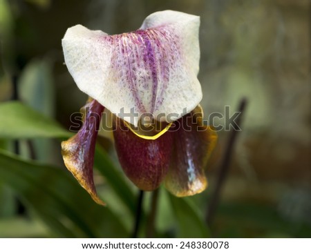 Orchid Lady\'s Slipper\