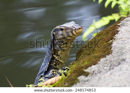 Monitor lizard peeking out of the water.\
 All of them are slender and muscular body with well-developed five-toed limbs. Lizards - lizards large and medium sizes, mainly active predators.